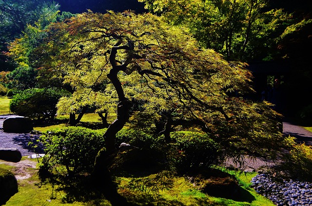 Tranquility at Lan Su Chinese Garden: An Authentic Ming Dynasty Experience