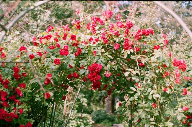 the portland rose test garden